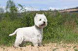 WESTIE 074